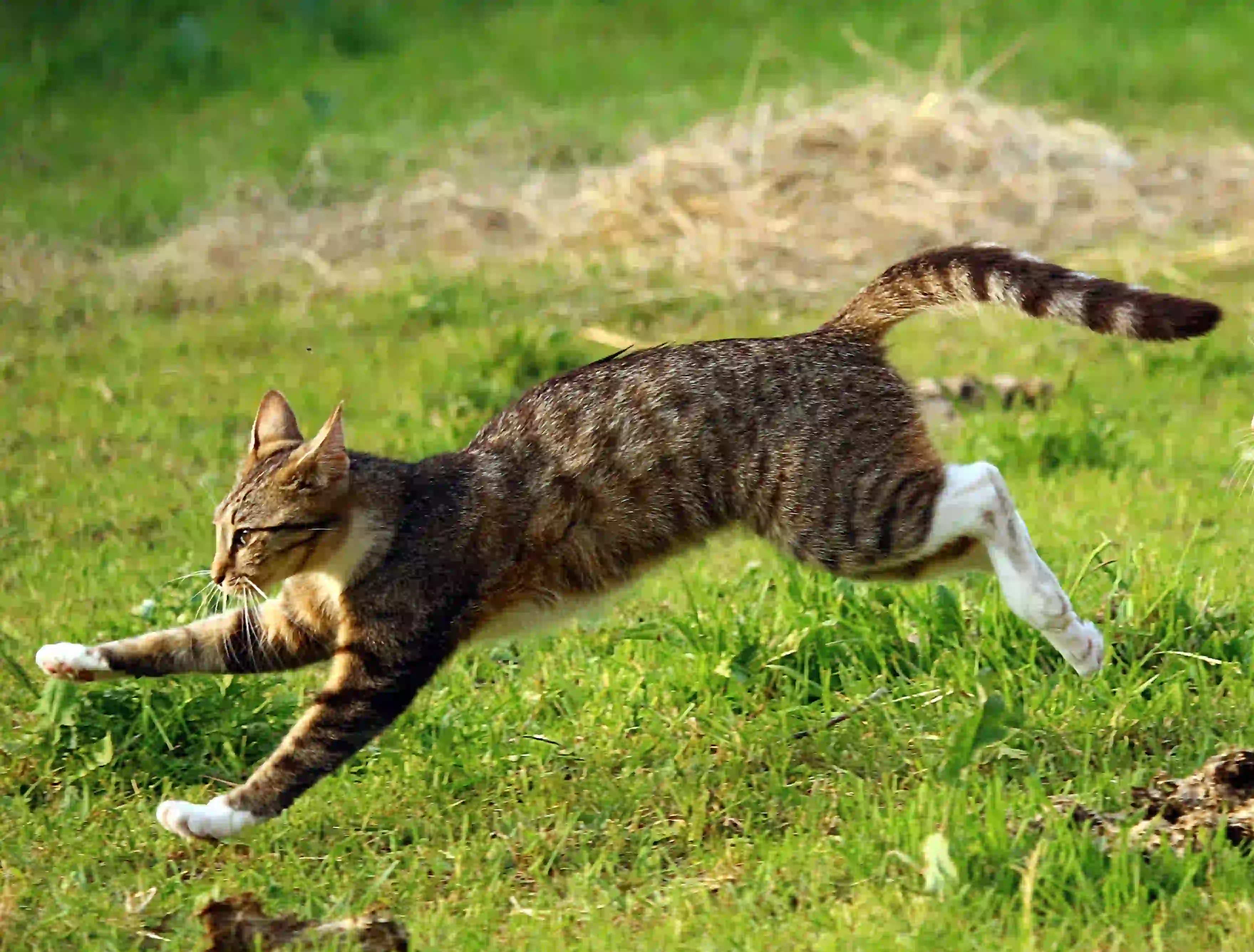 Cat running free