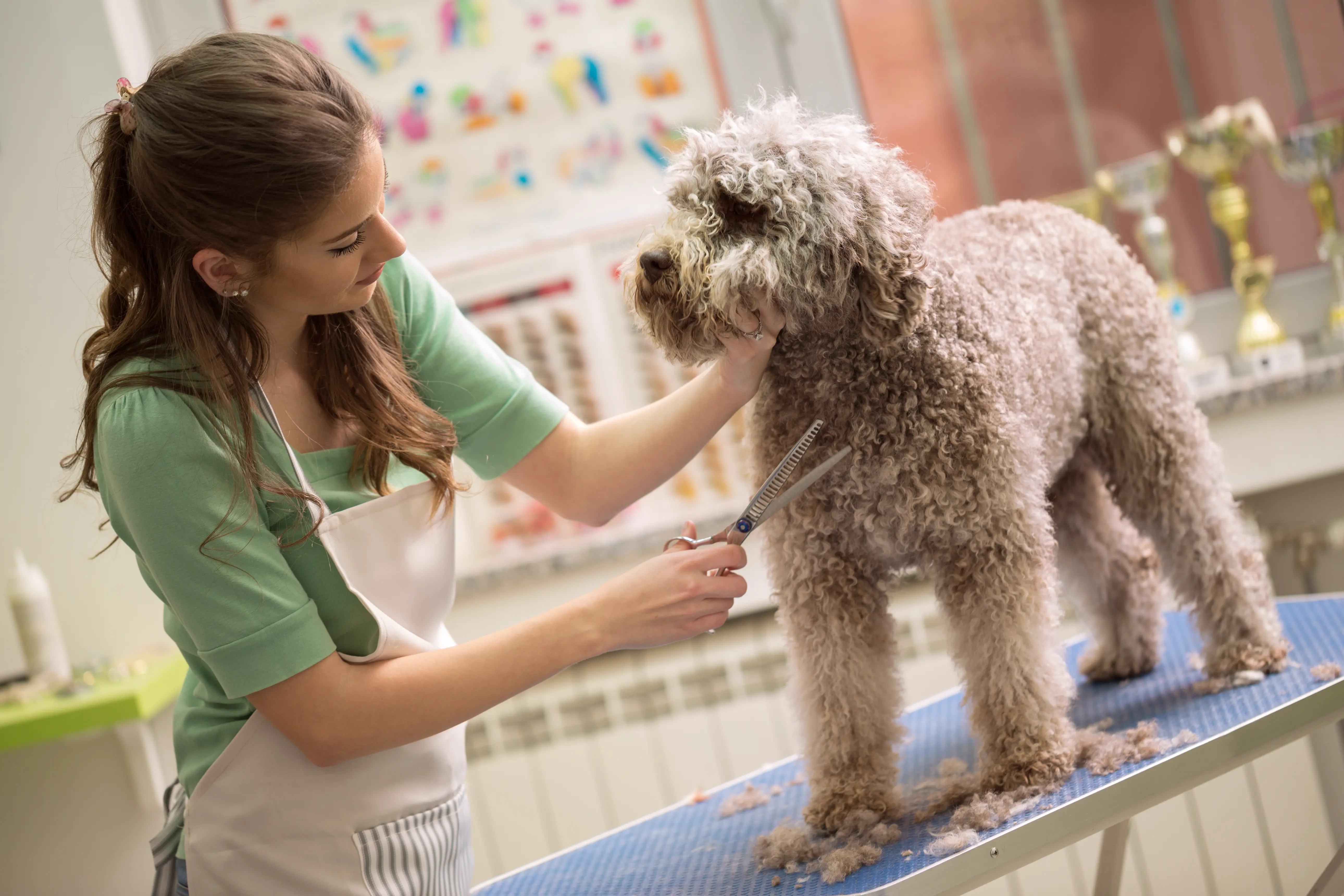 City Center Pet Clinic groomer Kay Kinder grooming a dog