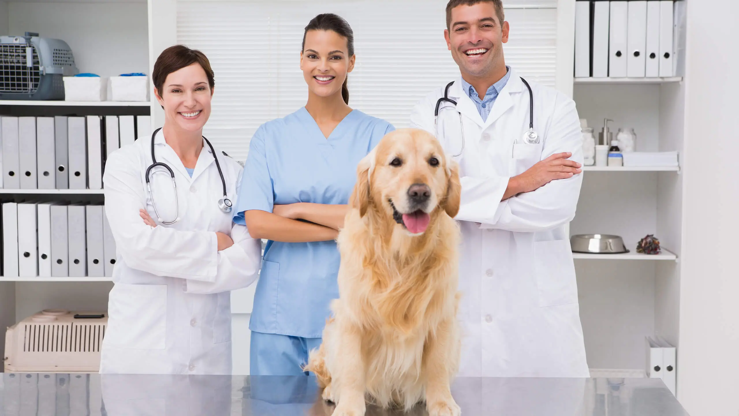 veterinarian services staff with golden retriever in examination room
